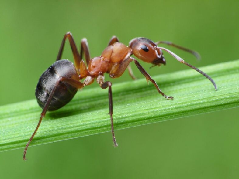 traitement des fourmis et de la prostatite